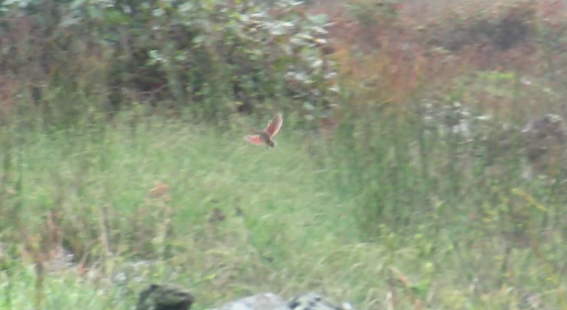 åkerrikse - ML644297023