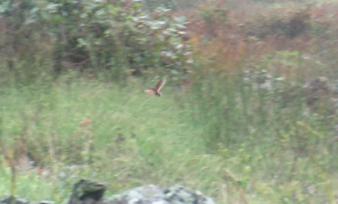 åkerrikse - ML644297024