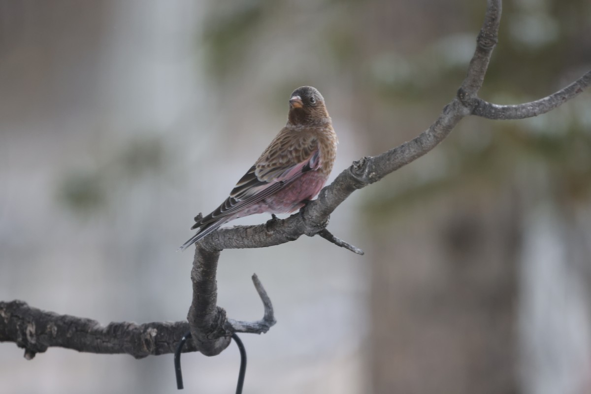 pěnkavice coloradská - ML644297027