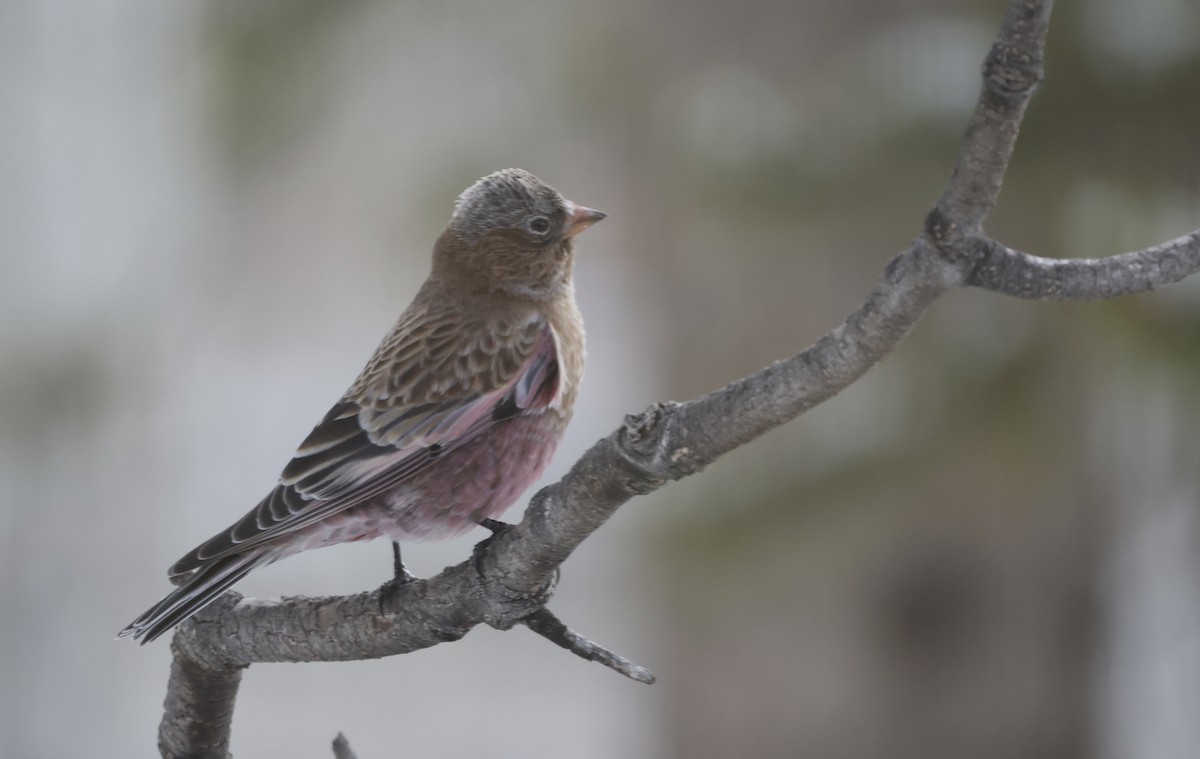 pěnkavice coloradská - ML644297033