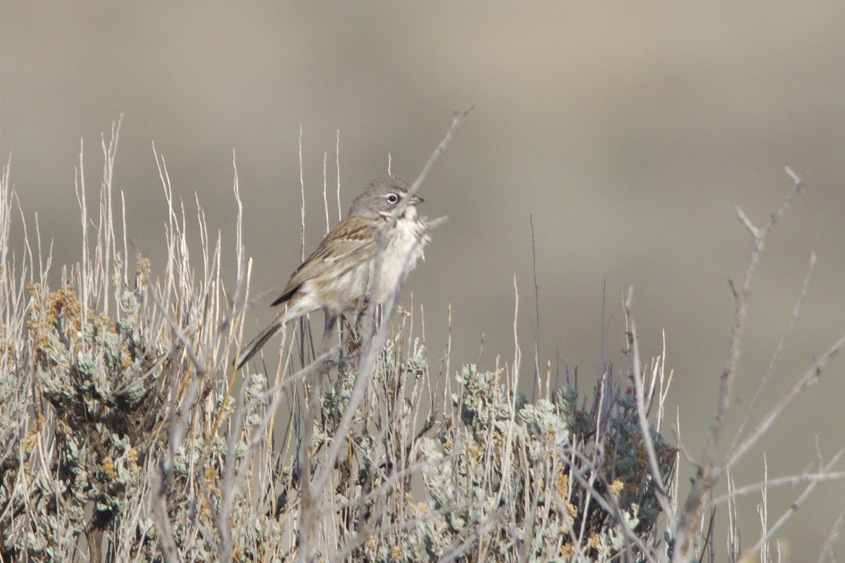 Ґоріон невадійський - ML644297035