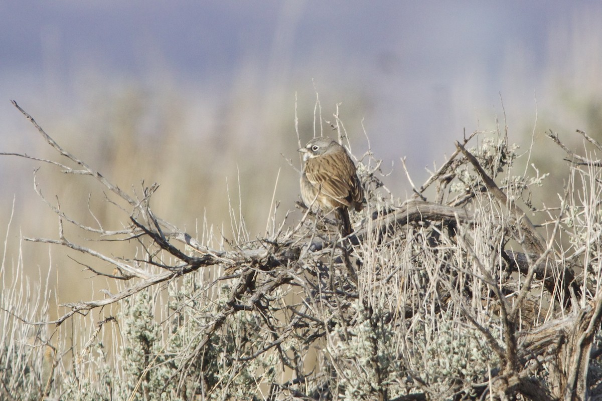 Ґоріон невадійський - ML644297036