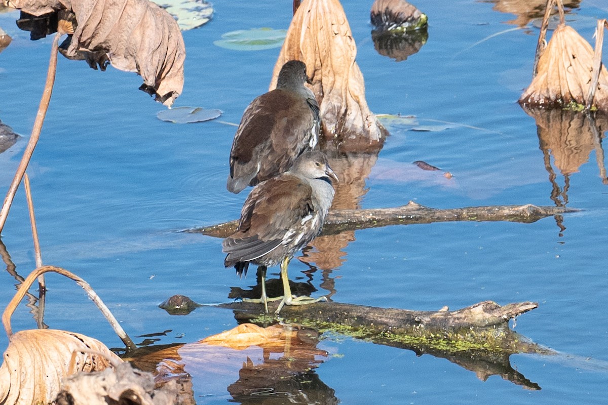 アメリカバン - ML644297039