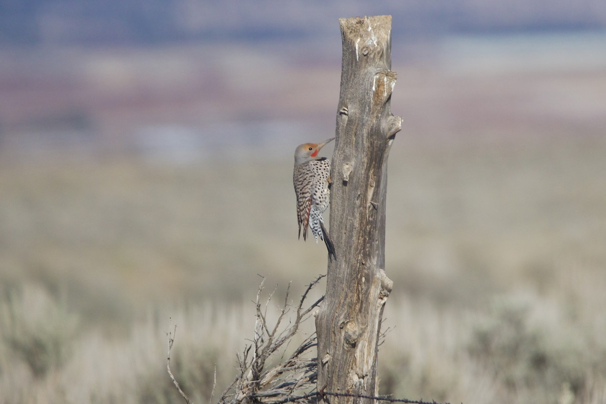 Декол золотистий [група cafer] - ML644297052