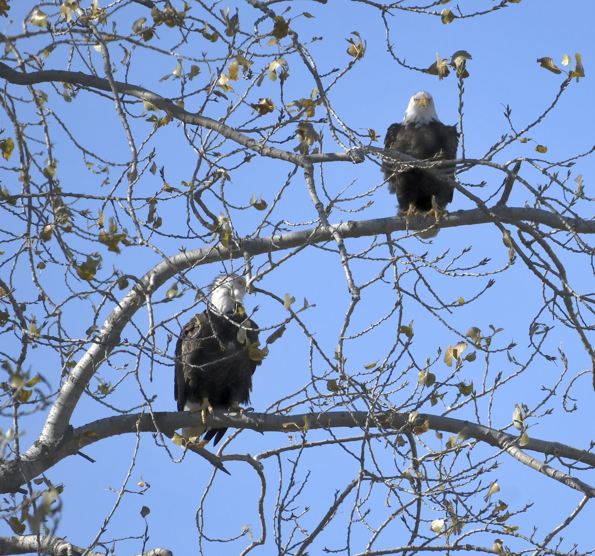 Bald Eagle - ML644297090