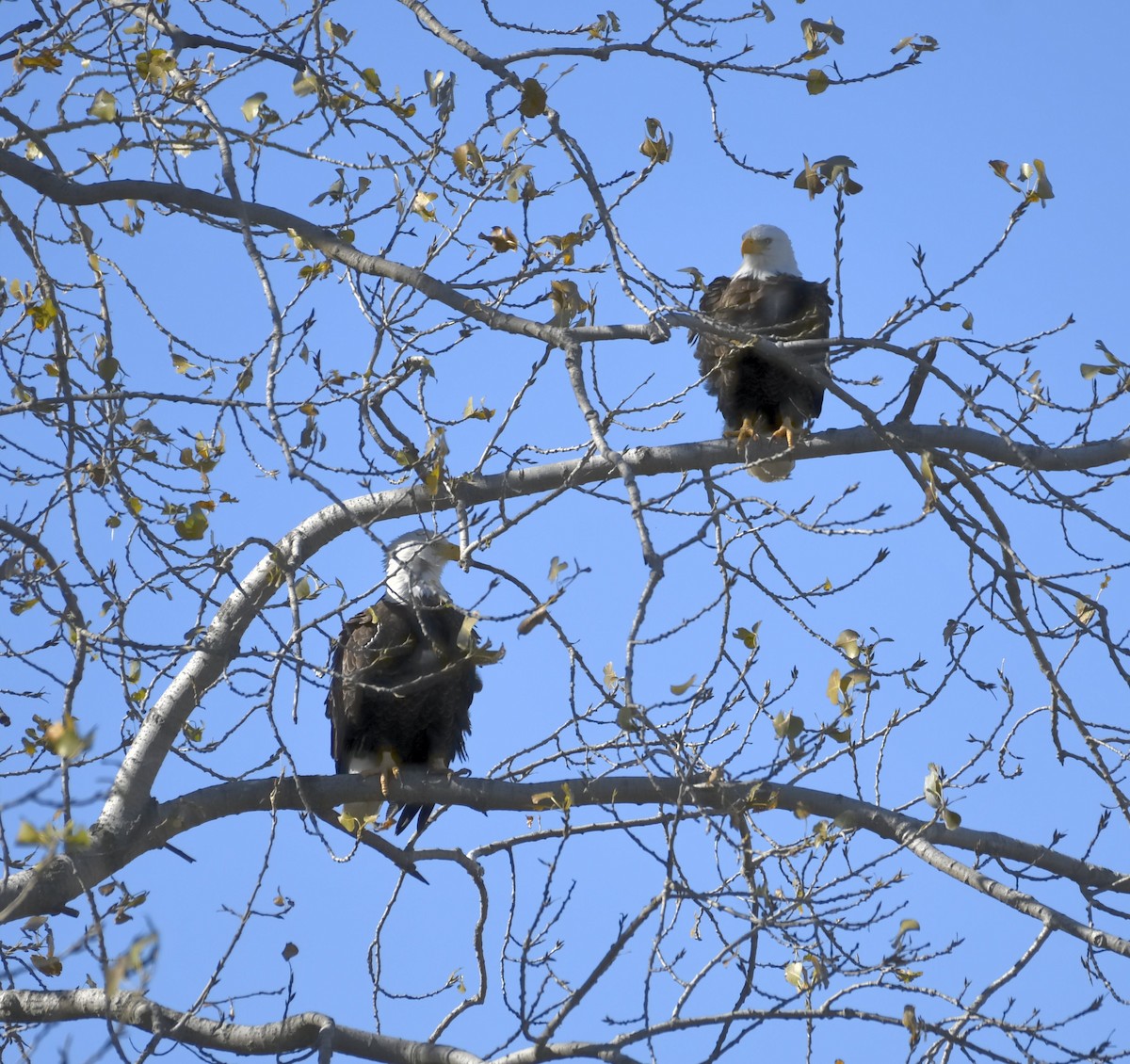 Bald Eagle - ML644297095