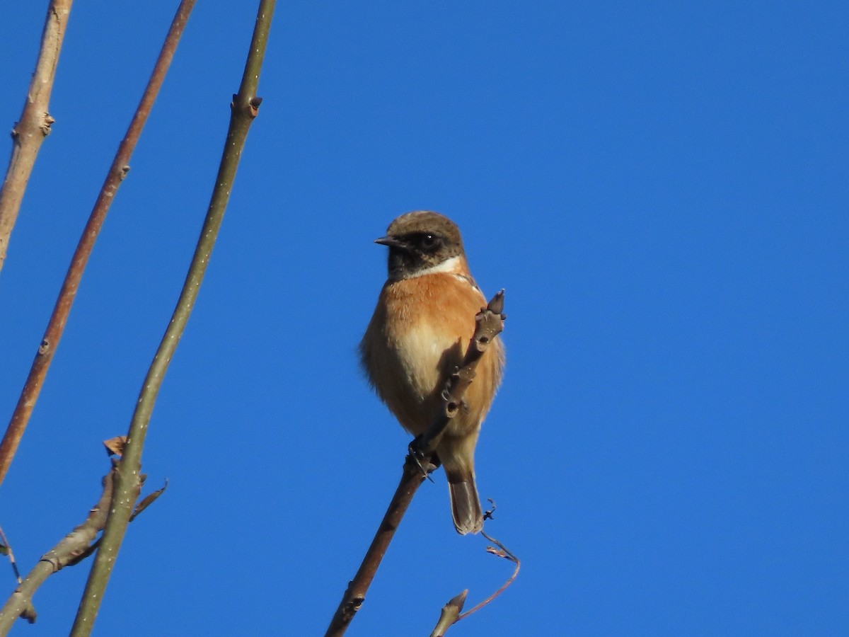 European Stonechat - ML644297105