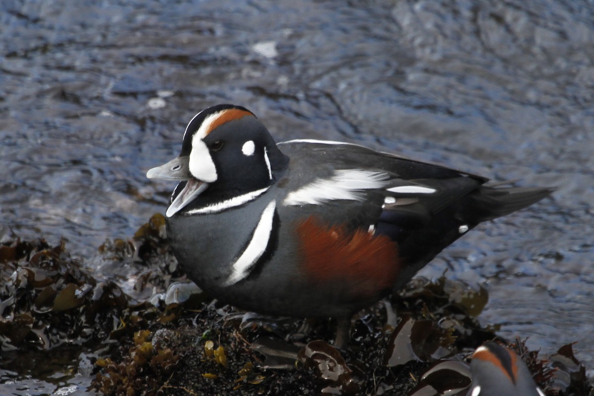 Ahate arlekina - ML644297106