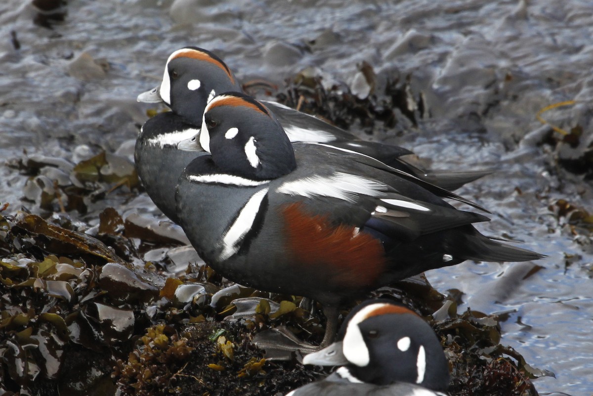 Ahate arlekina - ML644297107