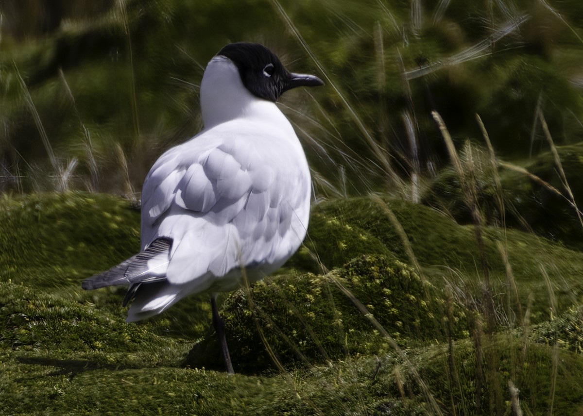 Andean Gull - ML644297119