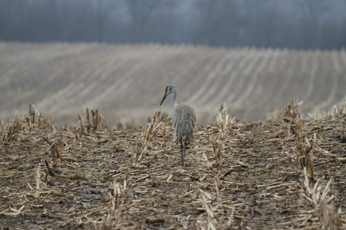 カナダヅル - ML644297121