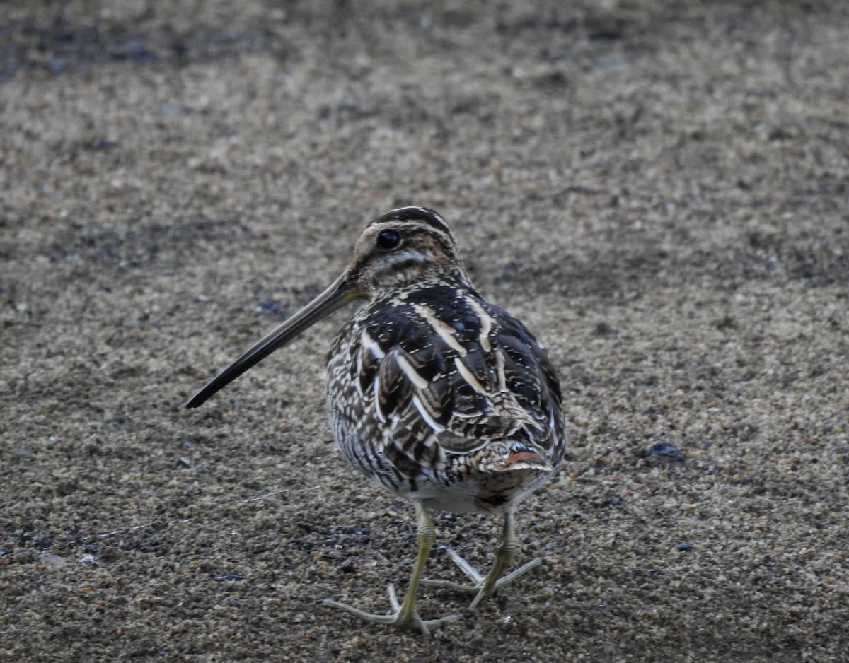 Wilson Suçulluğu - ML644297122