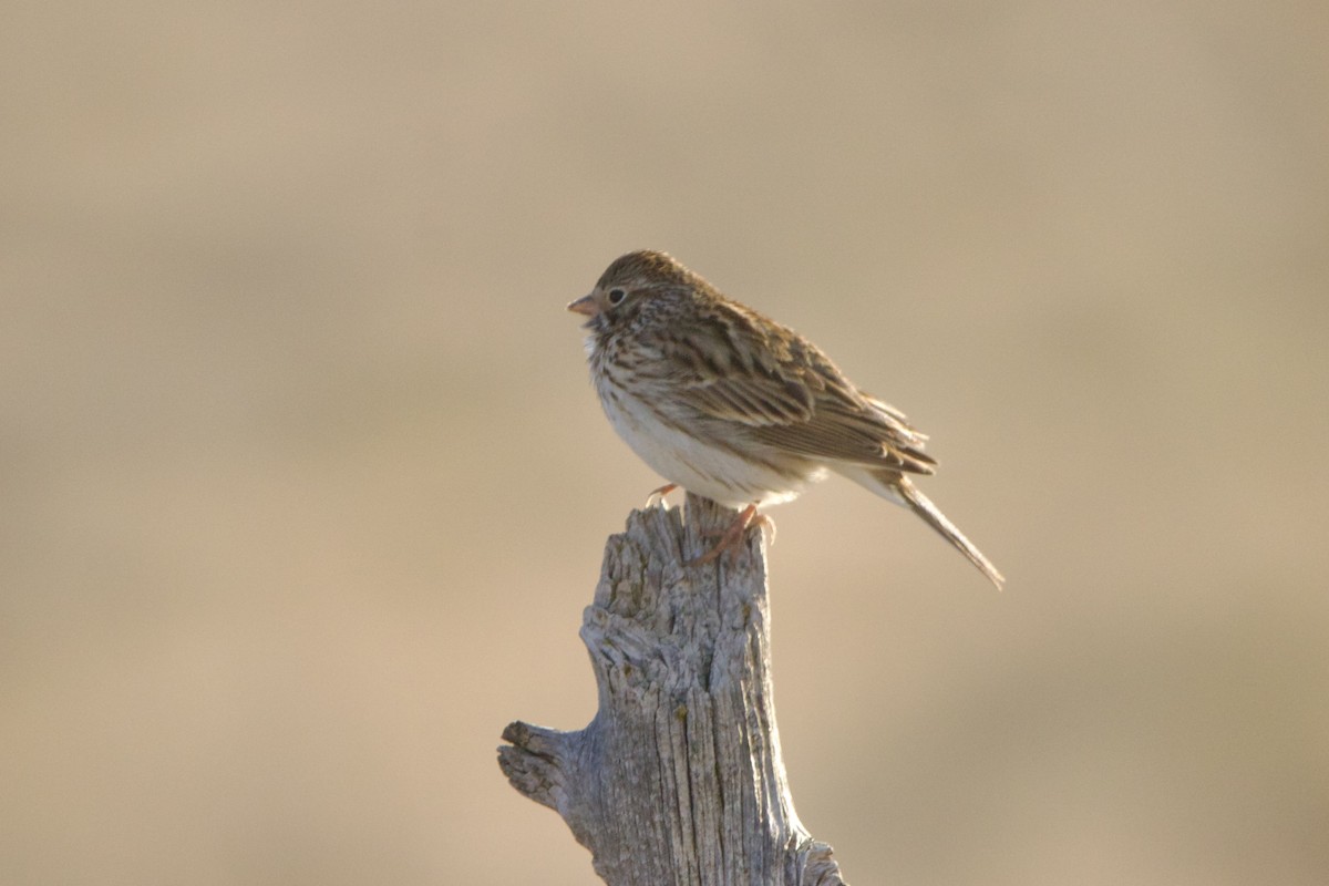 Пасовник польовий - ML644297123