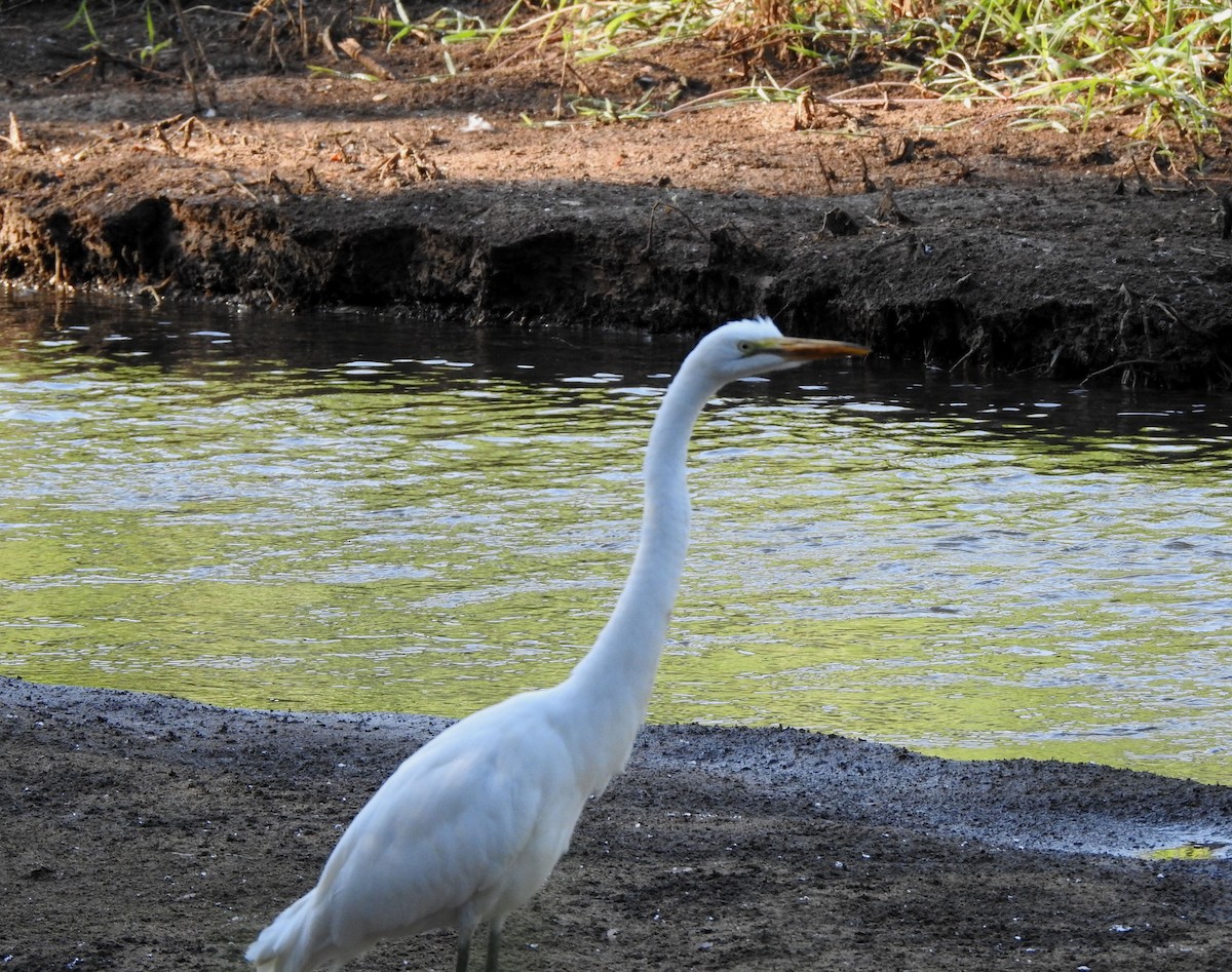 Koartza zuria - ML644297128