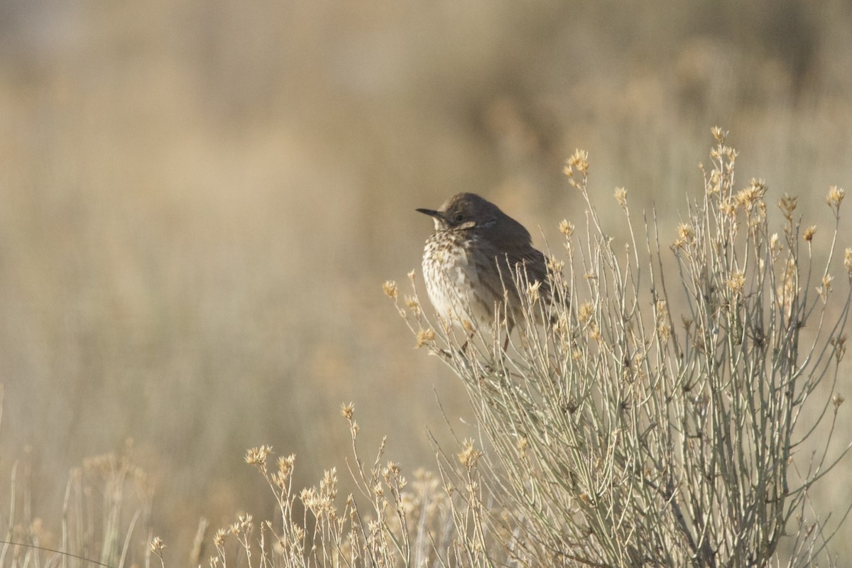 Пересмішник осоковий - ML644297143