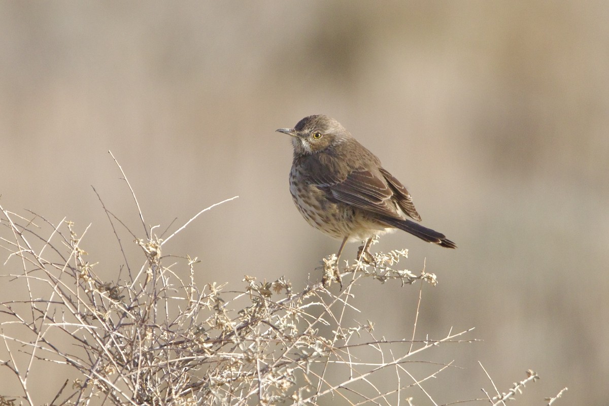 Пересмішник осоковий - ML644297144