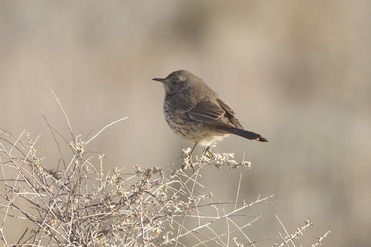 Пересмішник осоковий - ML644297145