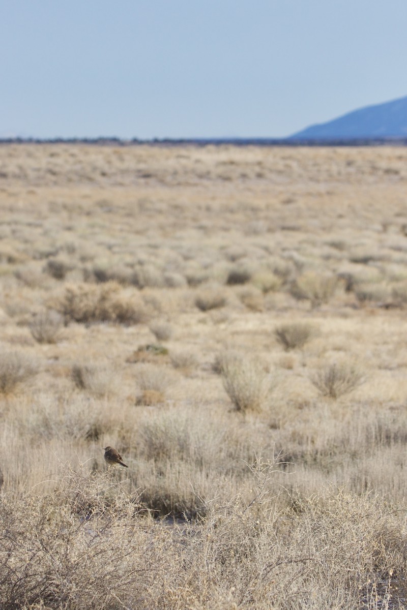 Пересмішник осоковий - ML644297146