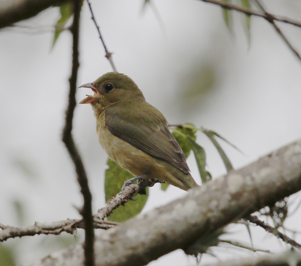 Passerin nonpareil - ML644297148