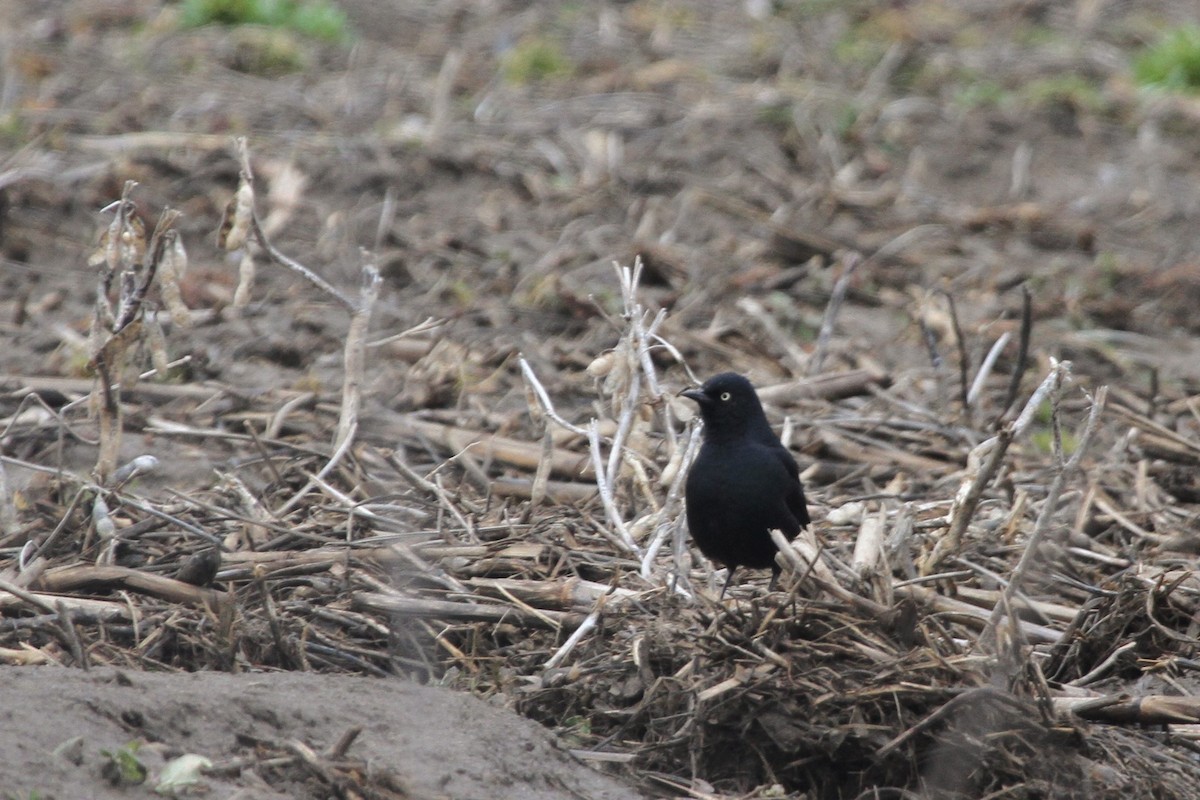 クロムクドリモドキ - ML644297158