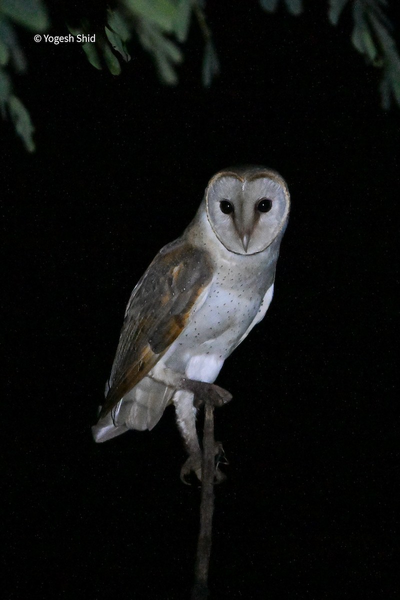 Eastern Barn Owl - ML644297159