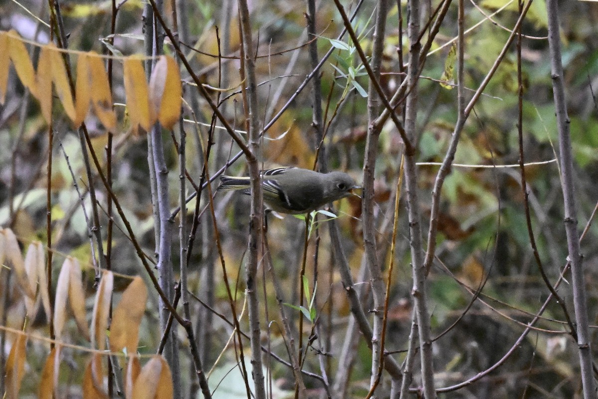 Ruby-crowned Kinglet - ML644297171