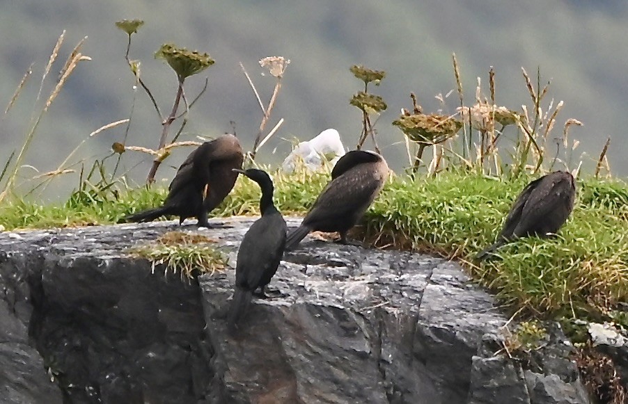 Rotgesichtscharbe - ML644297174