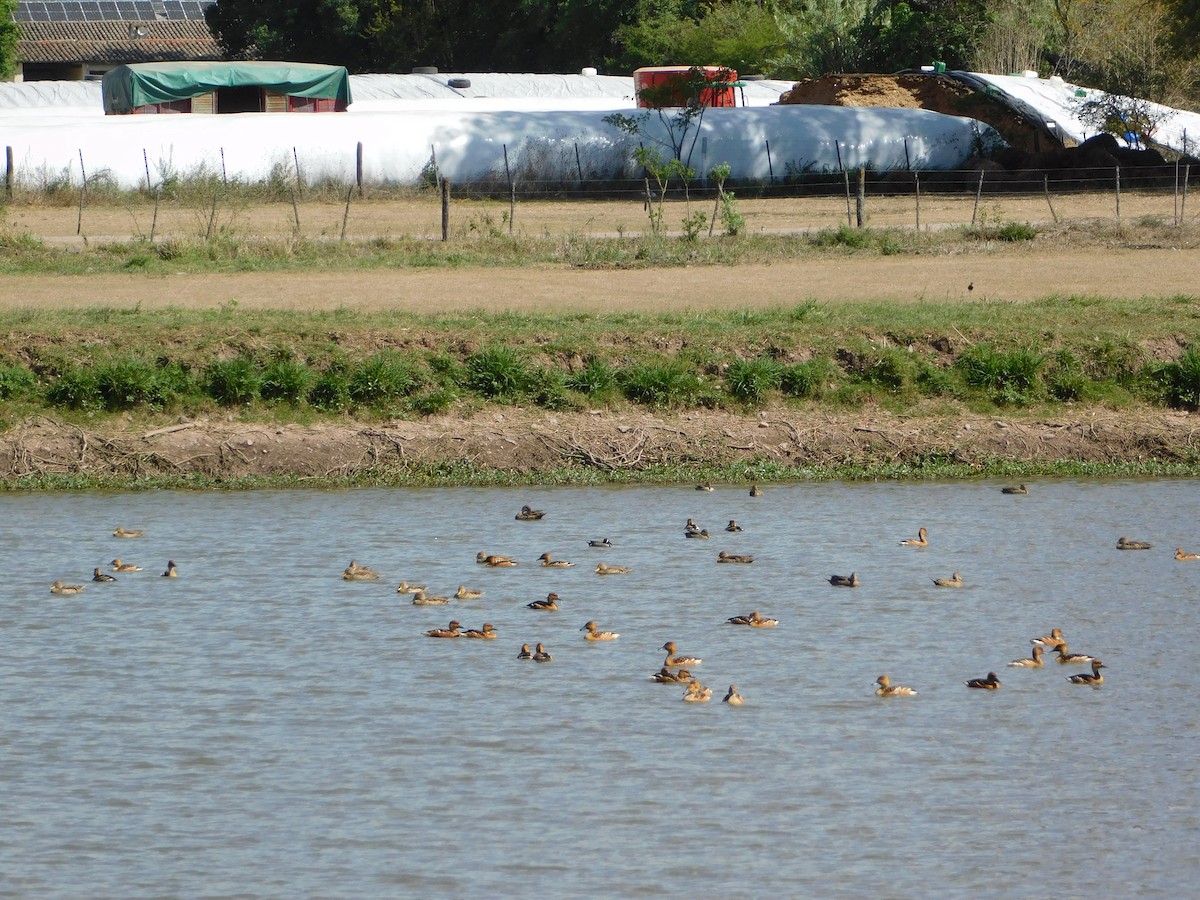 Marzaiola americana - ML644297176