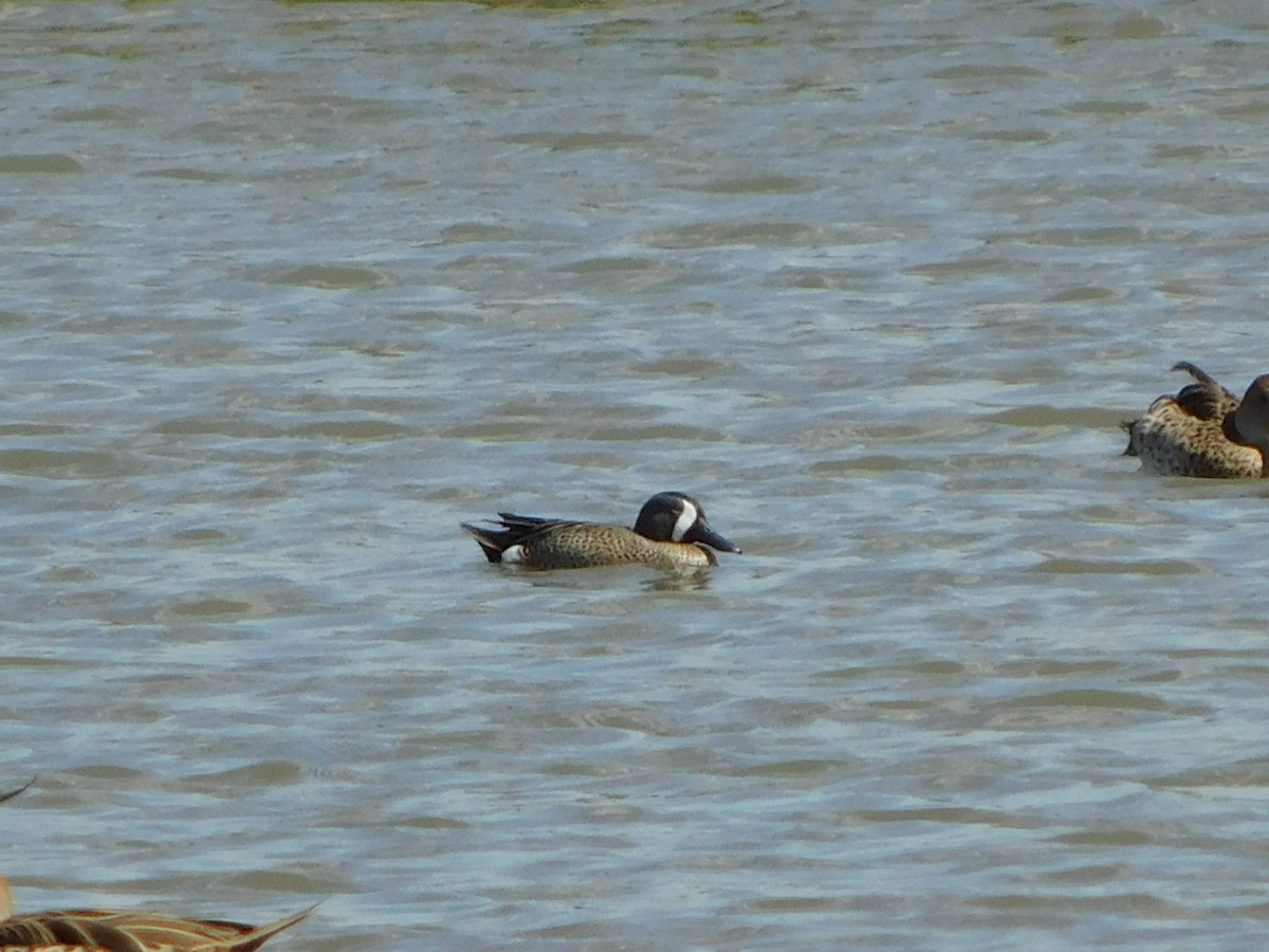 Marzaiola americana - ML644297177