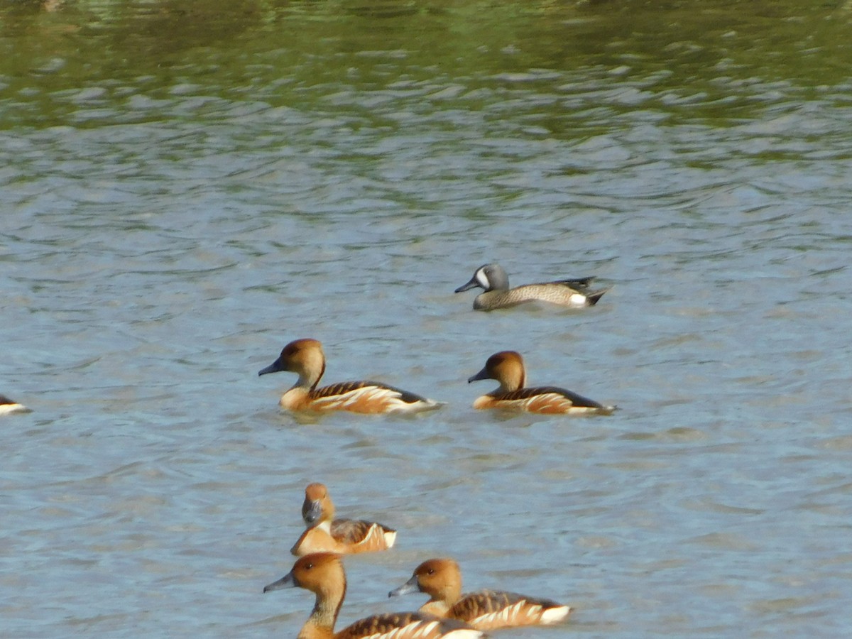 Marzaiola americana - ML644297179