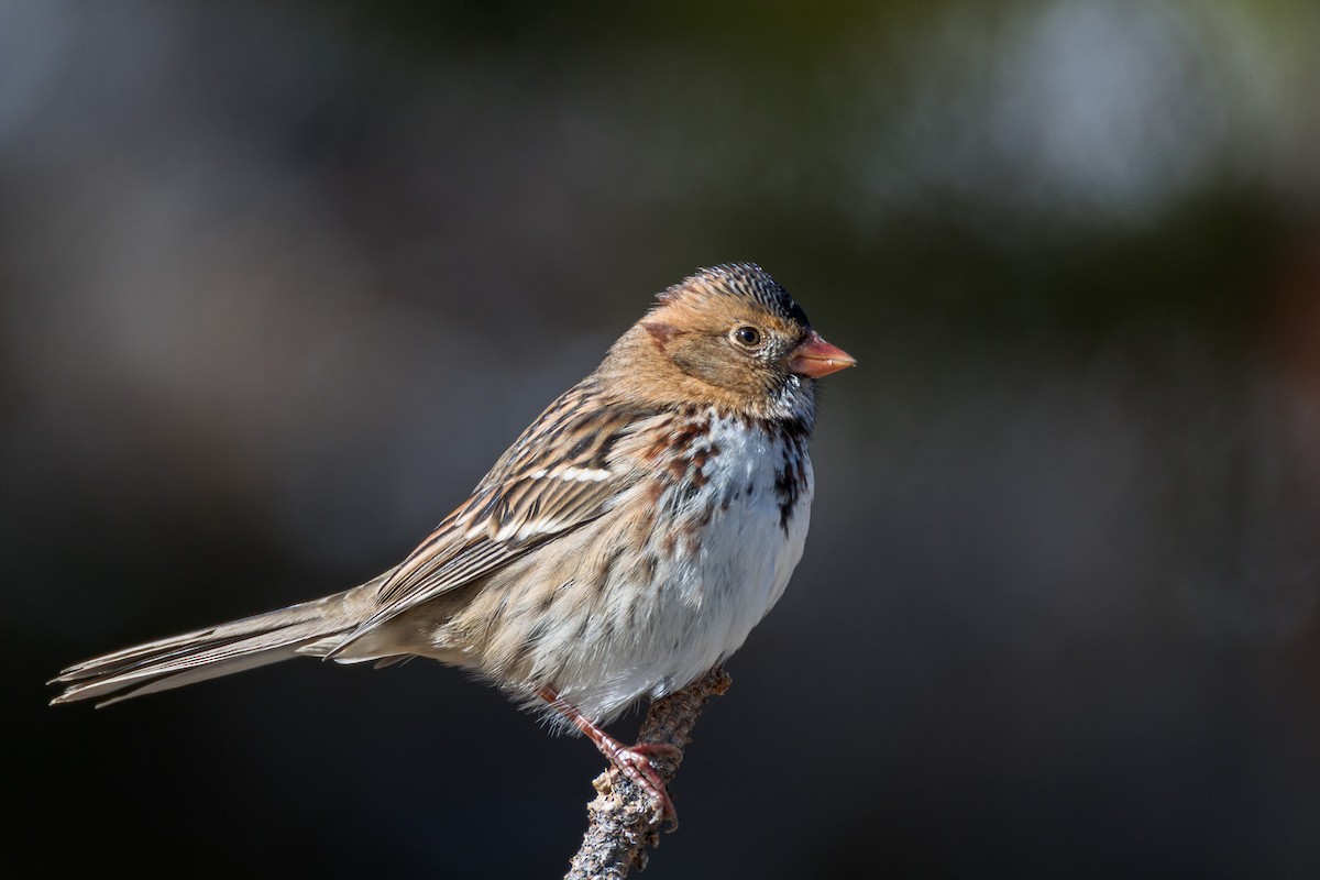 Harris's Sparrow - ML644297180