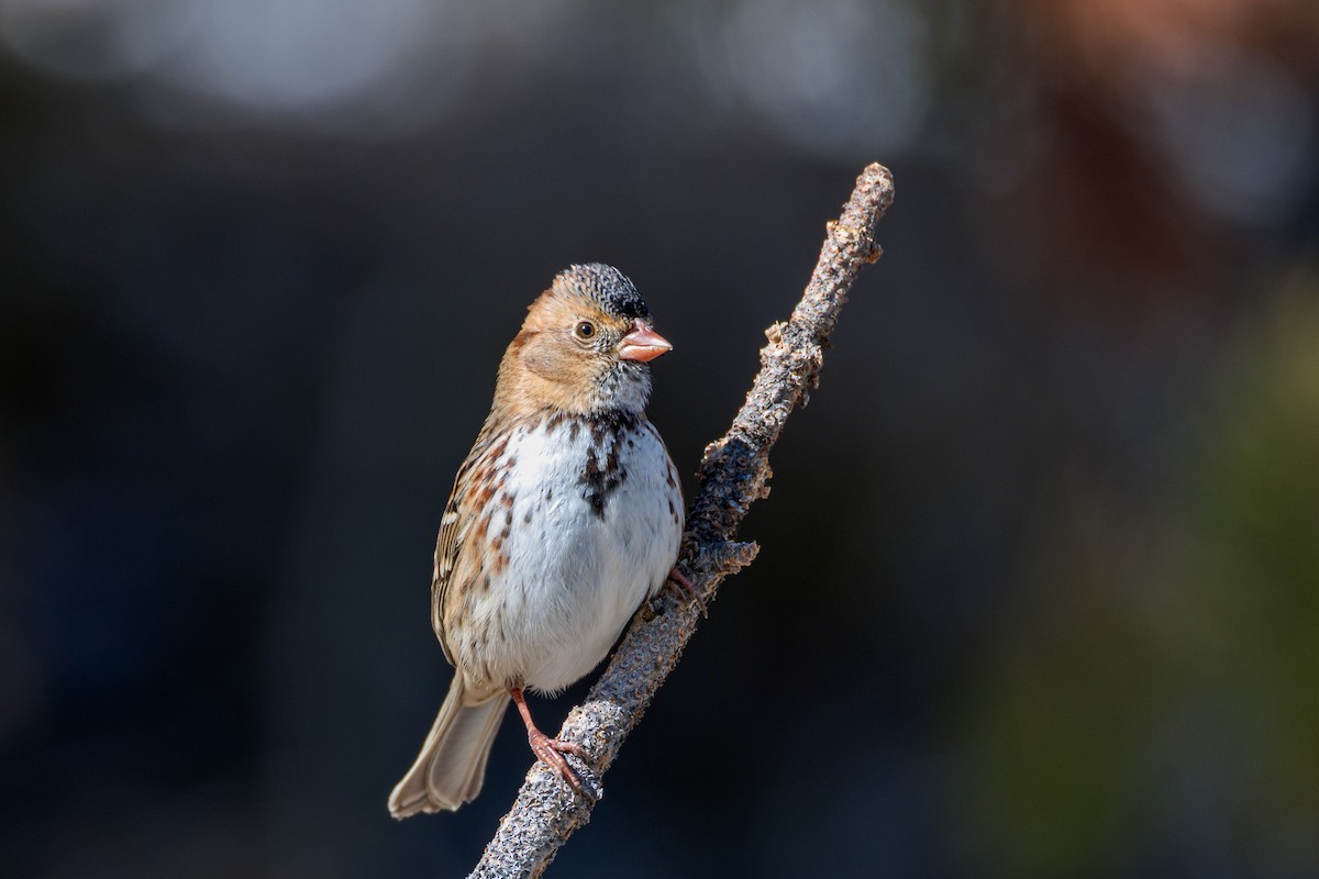 Harris's Sparrow - ML644297181