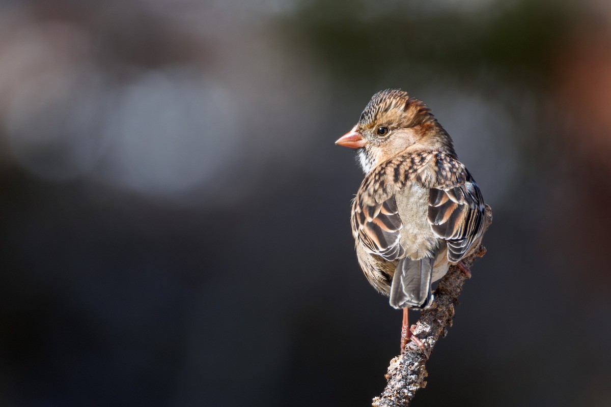 Harris's Sparrow - ML644297182