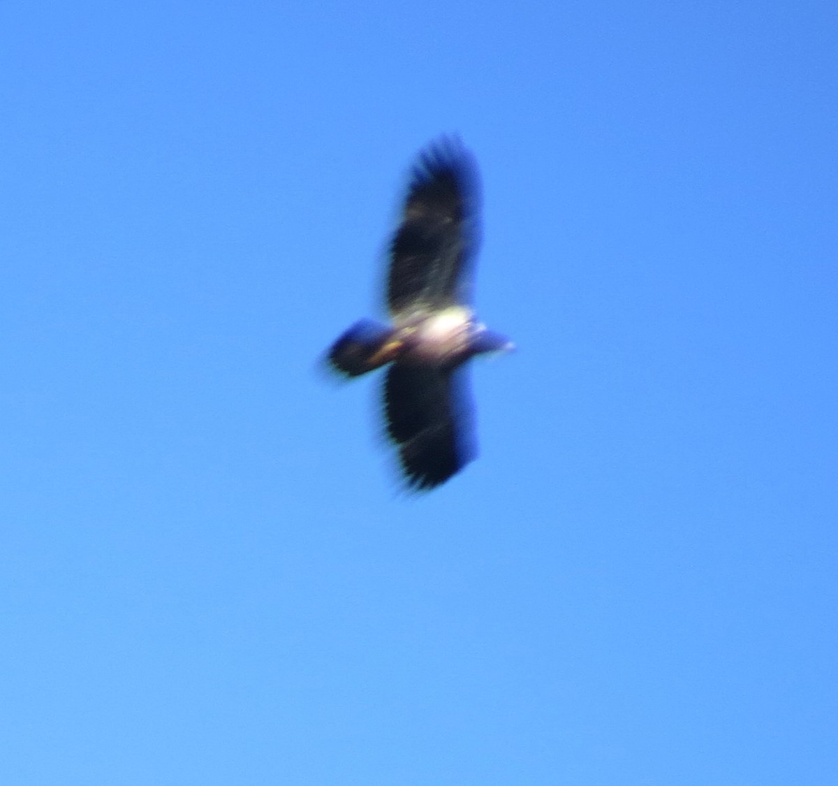 Bald Eagle - ML644297184