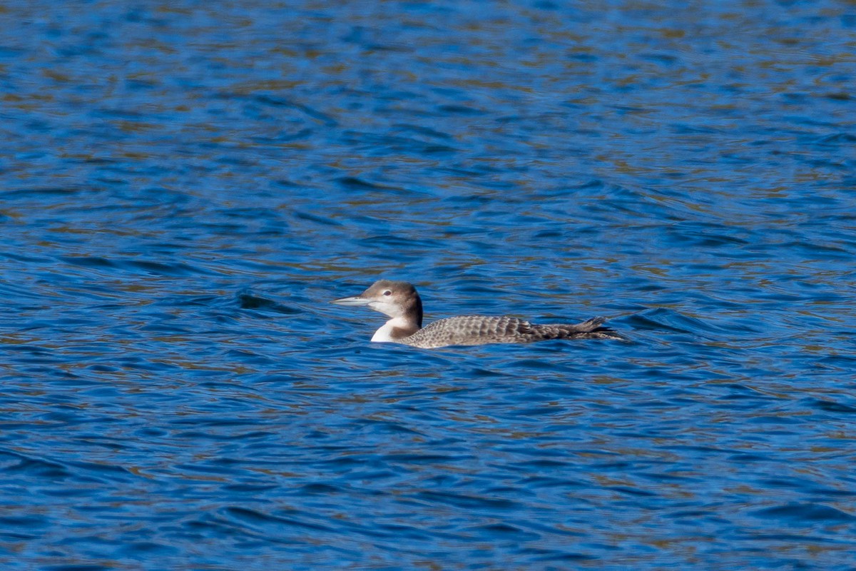 Common Loon - ML644297185