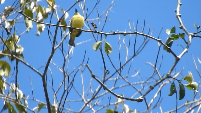 Three-striped Flycatcher - ML644297186