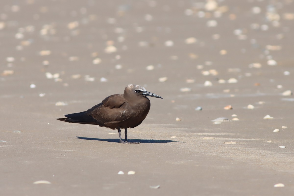 Brown Noddy - ML644297195