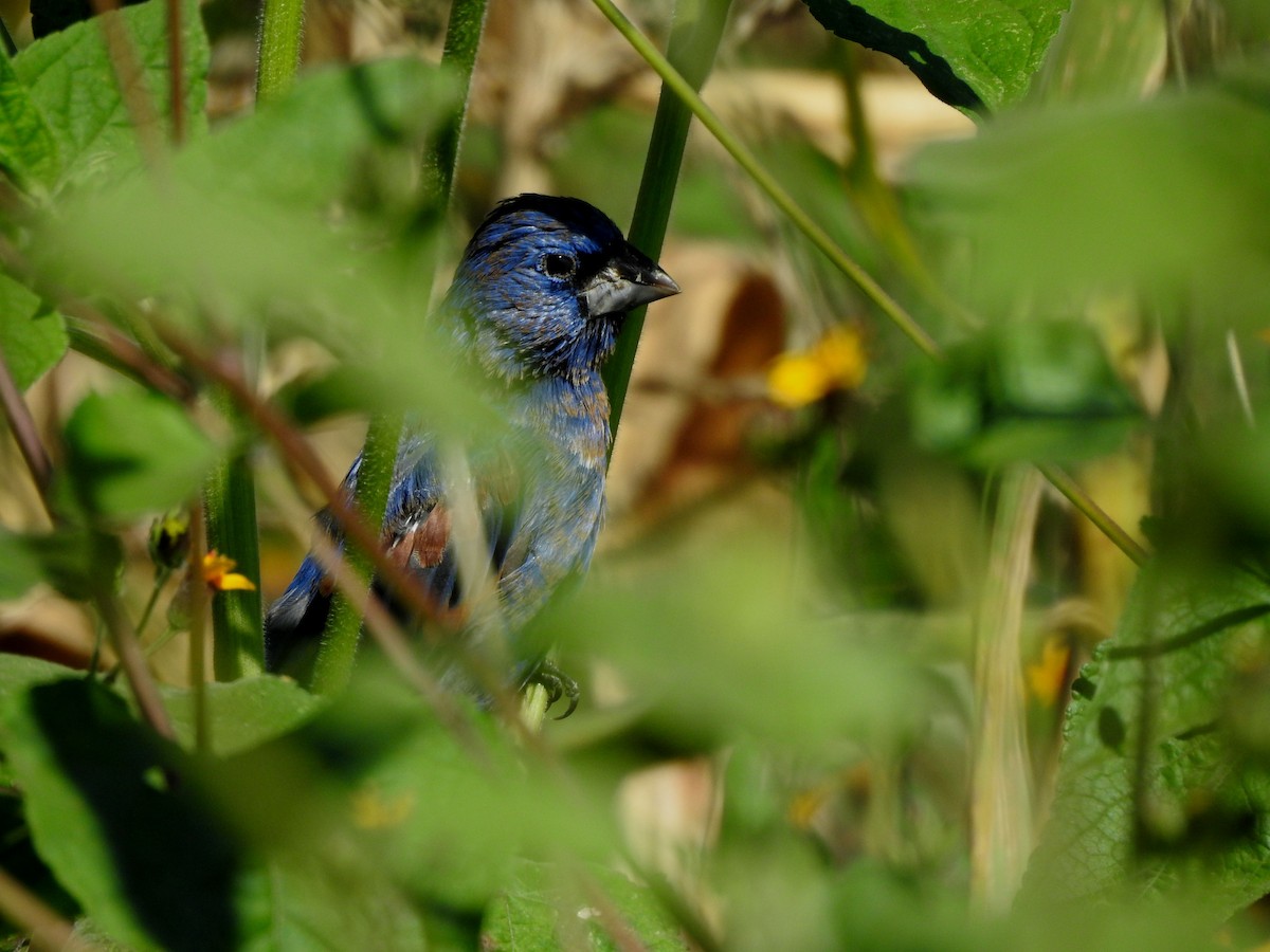 blåtykknebb - ML644297203