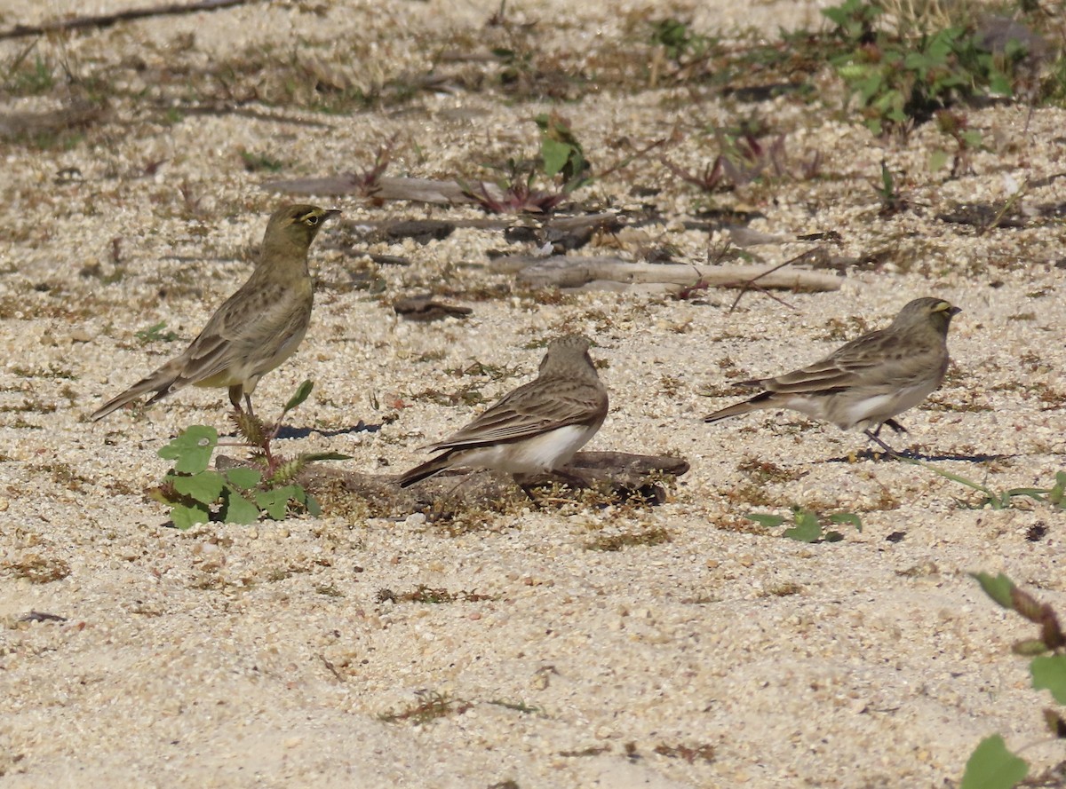 Alondra Cornuda - ML644297214