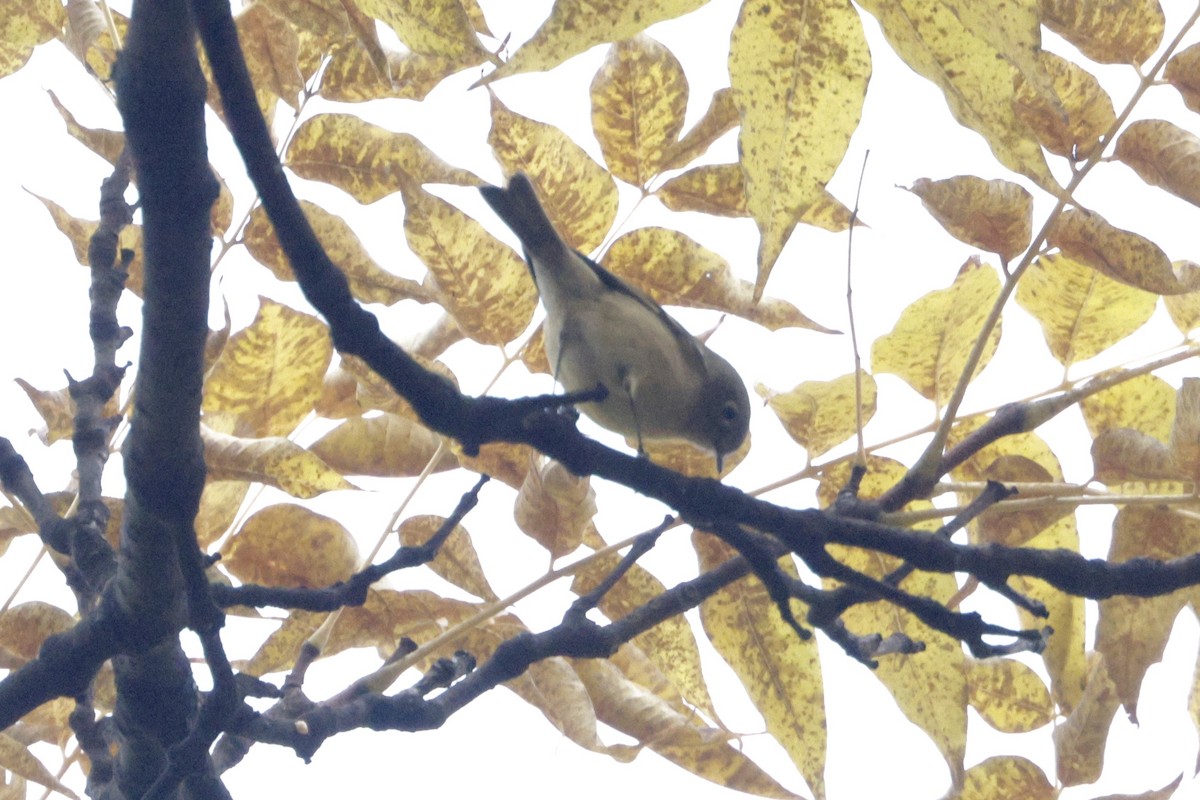 Ruby-crowned Kinglet - ML644297217