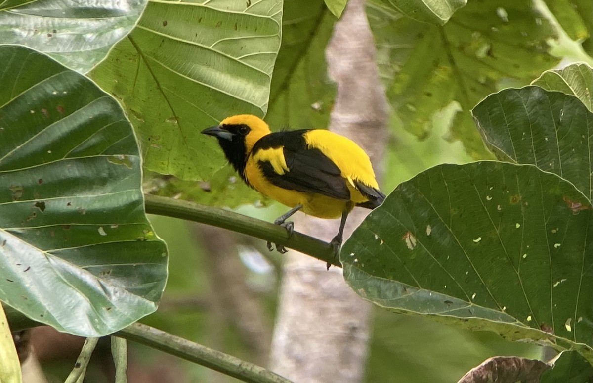 Yellow-tailed Oriole - ML644297219