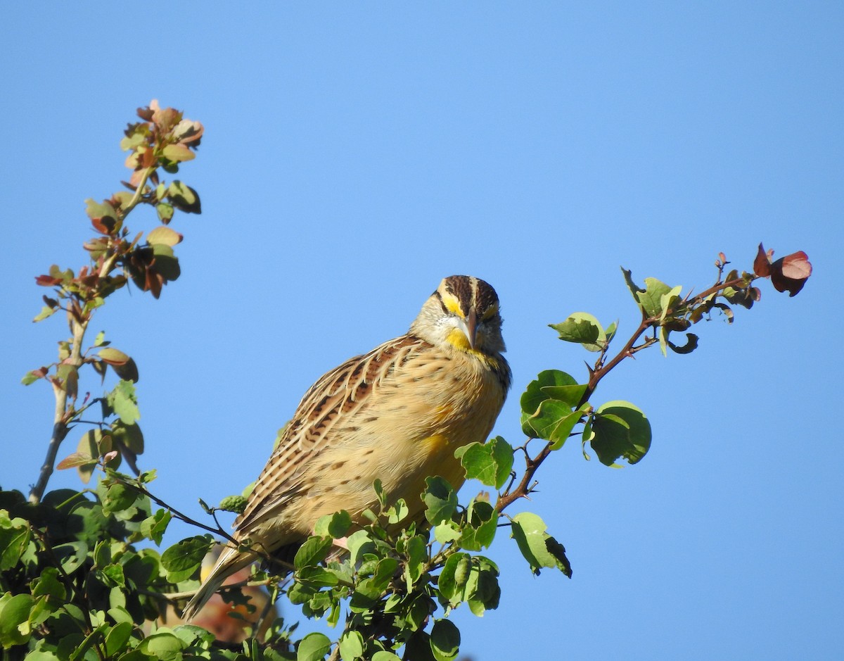 Eastern/Chihuahuan Meadowlark - ML644297241