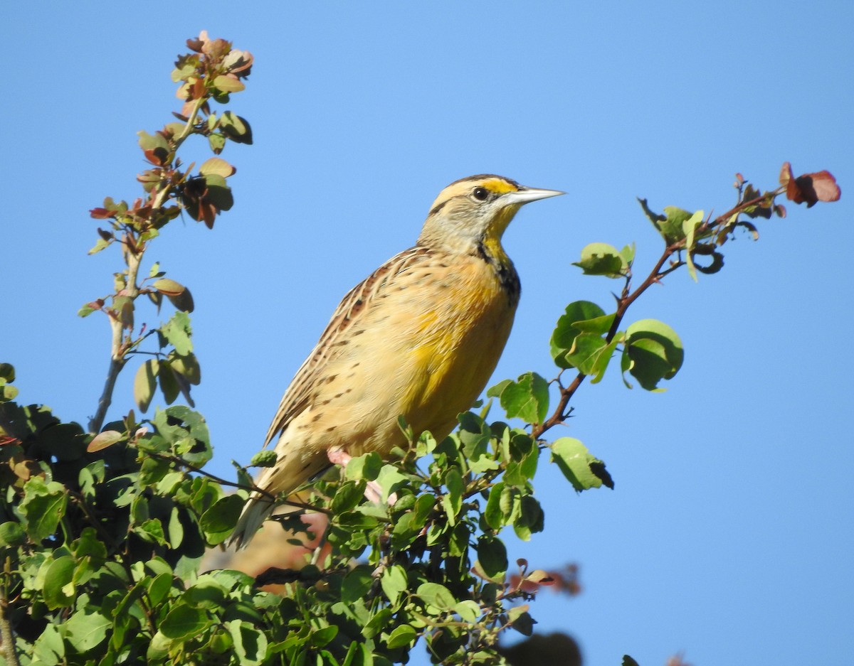 Eastern/Chihuahuan Meadowlark - ML644297242