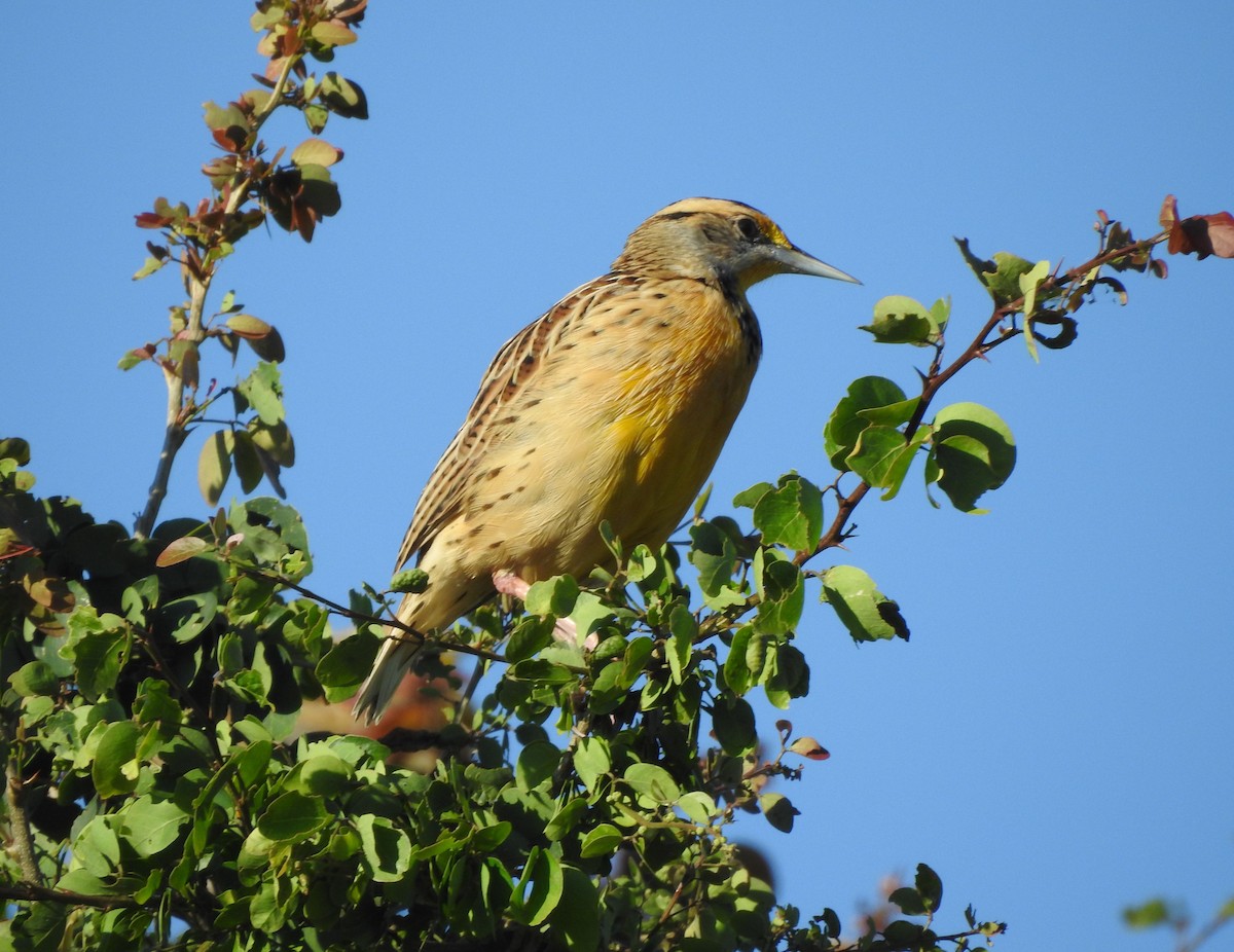Eastern/Chihuahuan Meadowlark - ML644297243