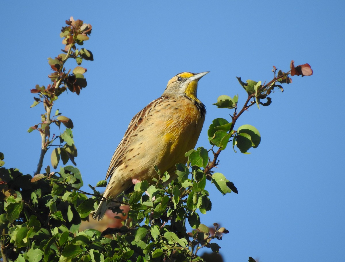 Eastern/Chihuahuan Meadowlark - ML644297244