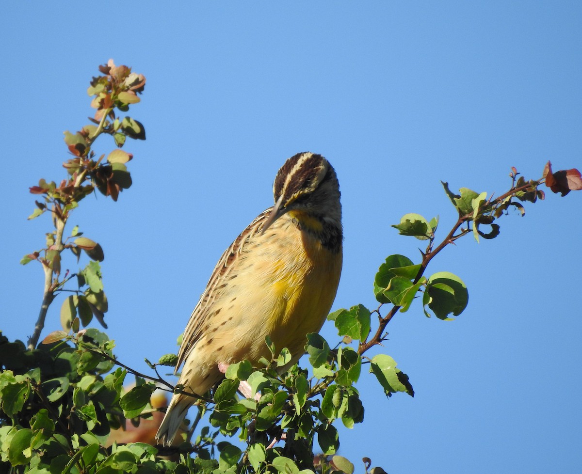 Eastern/Chihuahuan Meadowlark - ML644297245