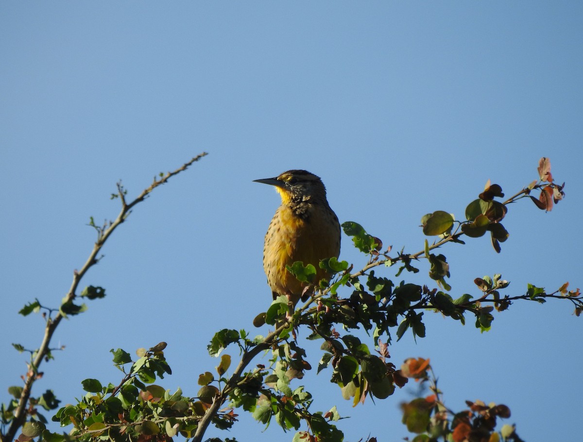 Eastern/Chihuahuan Meadowlark - ML644297246