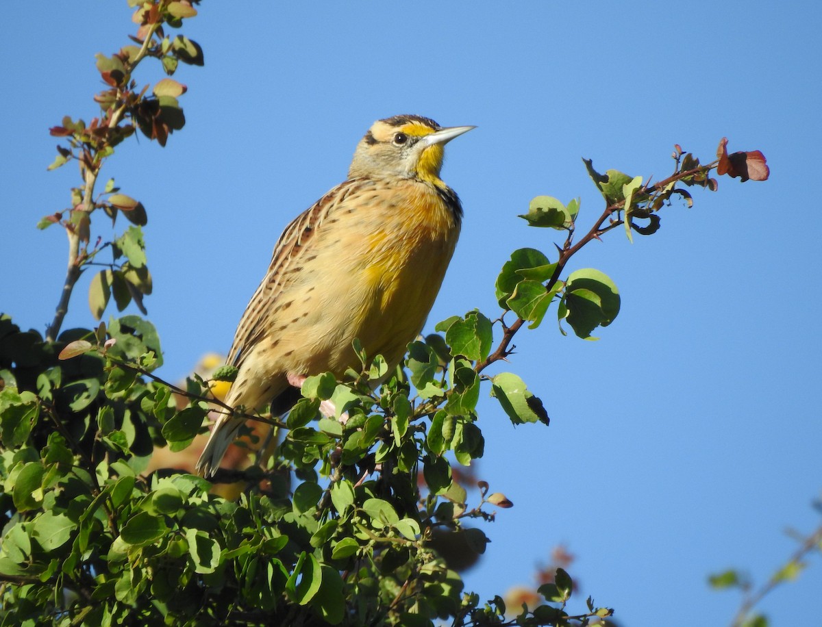 Eastern/Chihuahuan Meadowlark - ML644297247