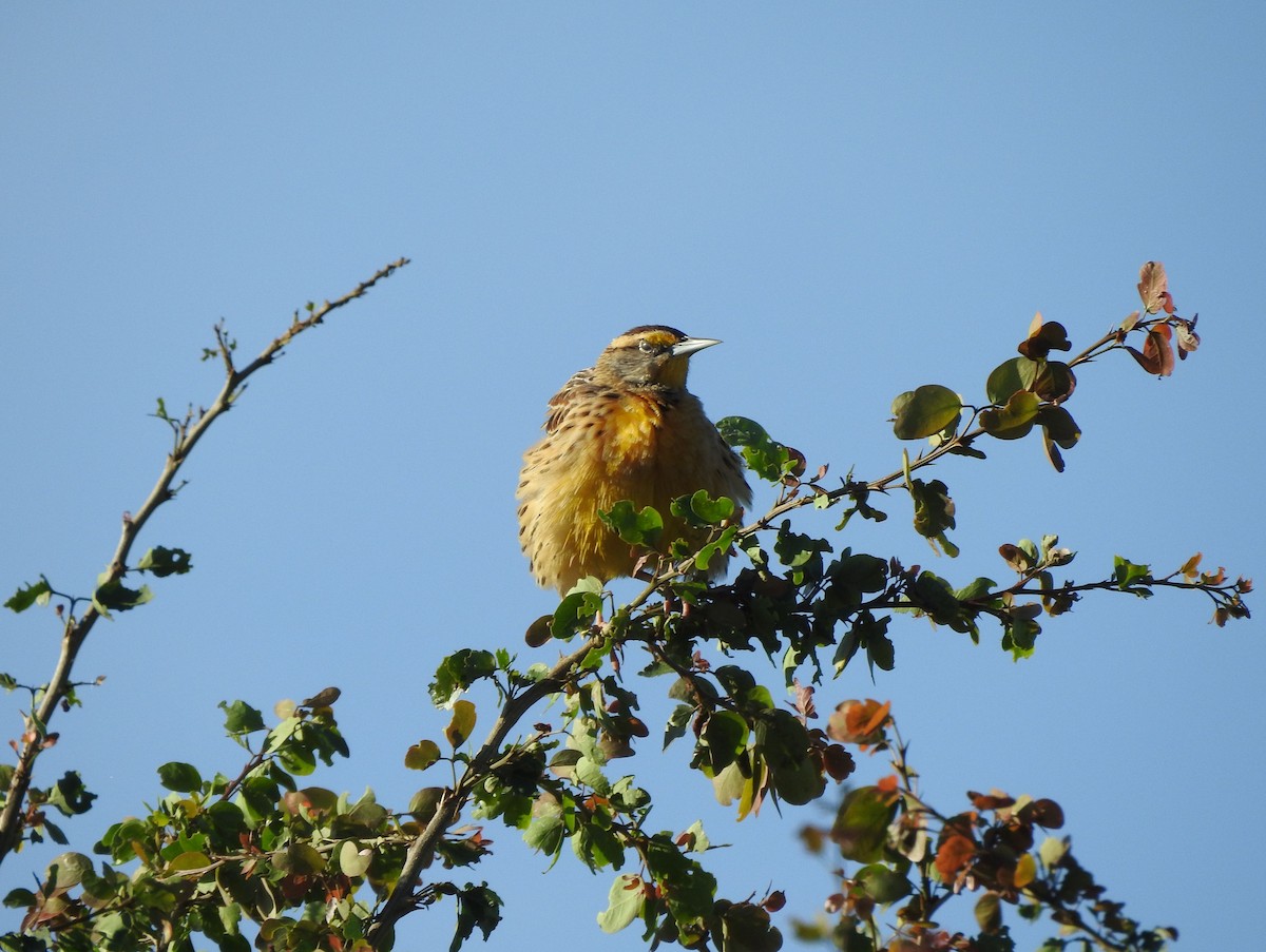 Eastern/Chihuahuan Meadowlark - ML644297248