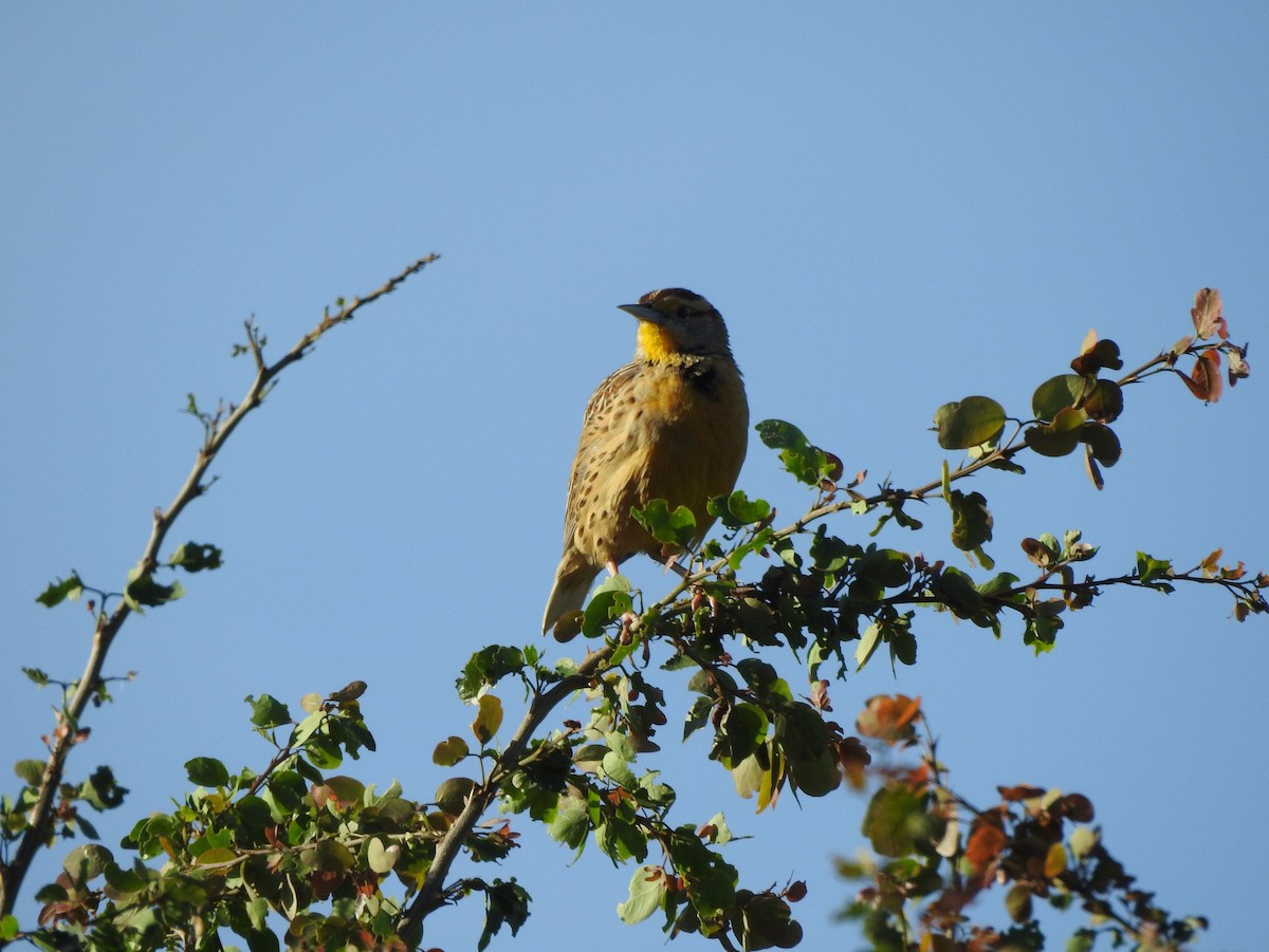 Eastern/Chihuahuan Meadowlark - ML644297249